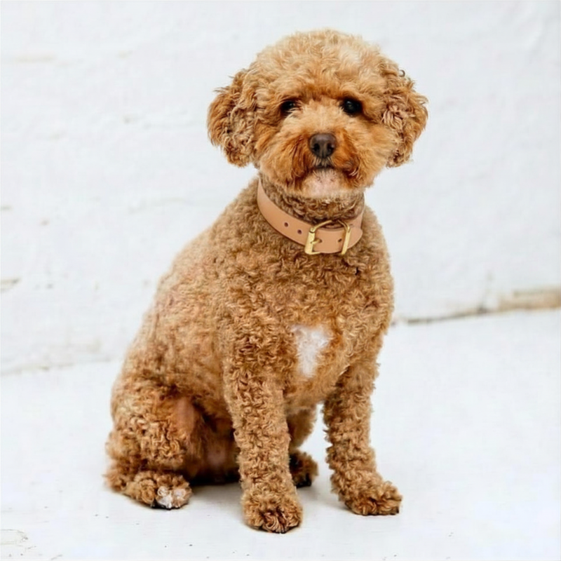 The Signature Collar